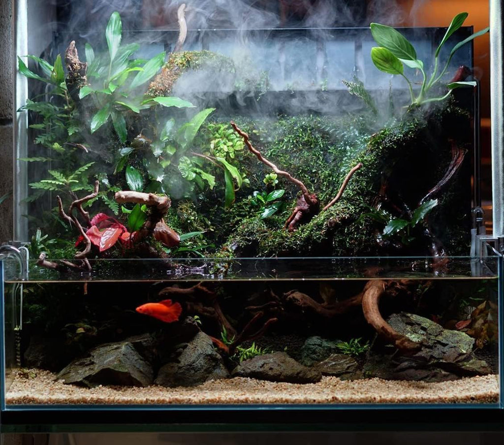 SubstrateSource Anubias Live Aquarium Plants - Potted Freshwater Plant for Fish Tanks, Terrariums - Beginner Friendly Low Light (Congensis, 1 Pot)