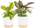 Costa Farms Ficus Live Plants in Decorative Pot, Indoor Houseplant, Assorted Variety, Perfect for Home, Room, or Office Decor, Great House Warming or Birthday Gift, 12-18 Inches Tall, Pack of 2