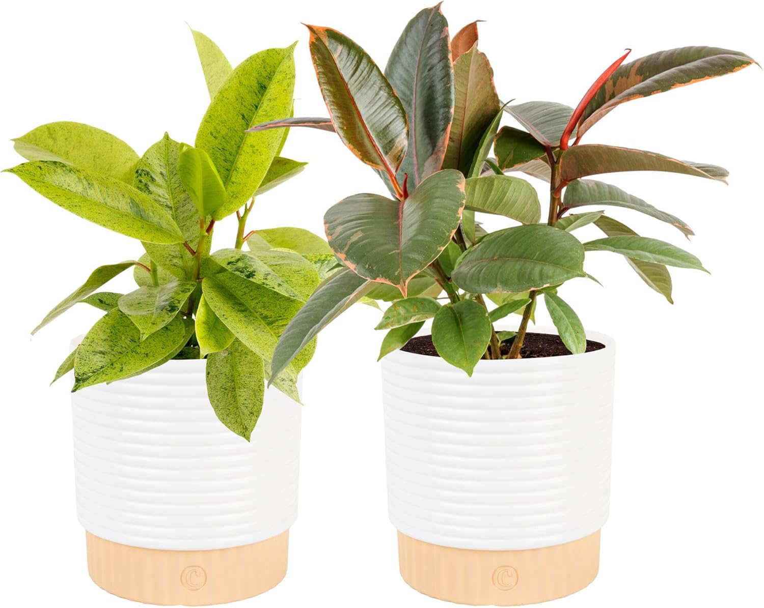 Costa Farms Ficus Live Plants in Decorative Pot, Indoor Houseplant, Assorted Variety, Perfect for Home, Room, or Office Decor, Great House Warming or Birthday Gift, 12-18 Inches Tall, Pack of 2