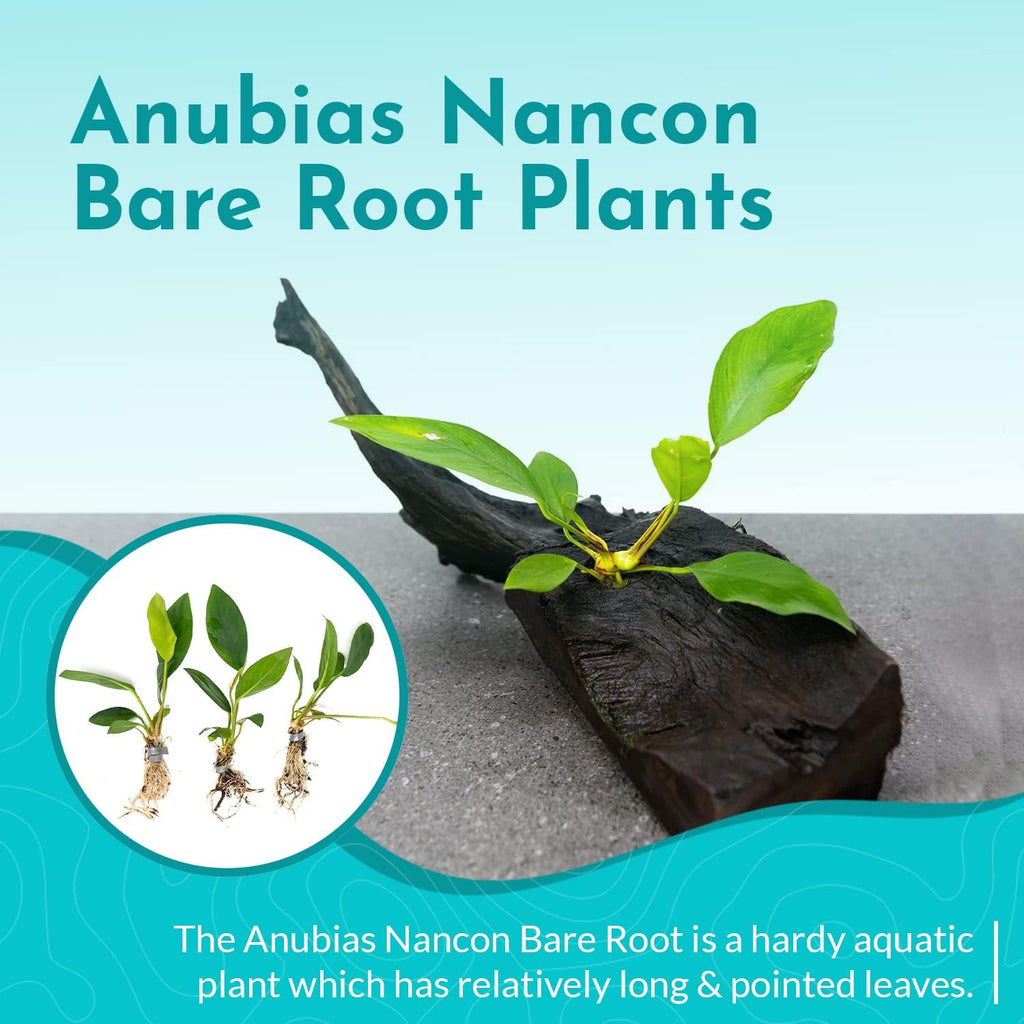 Live Aquarium Anubias Nancon Bare Root Plant - Low Light Aquarium Midground - Long Lasting & Easy to Maintain Aquatic Plants - Suitable for Moderate Lighting - Medium