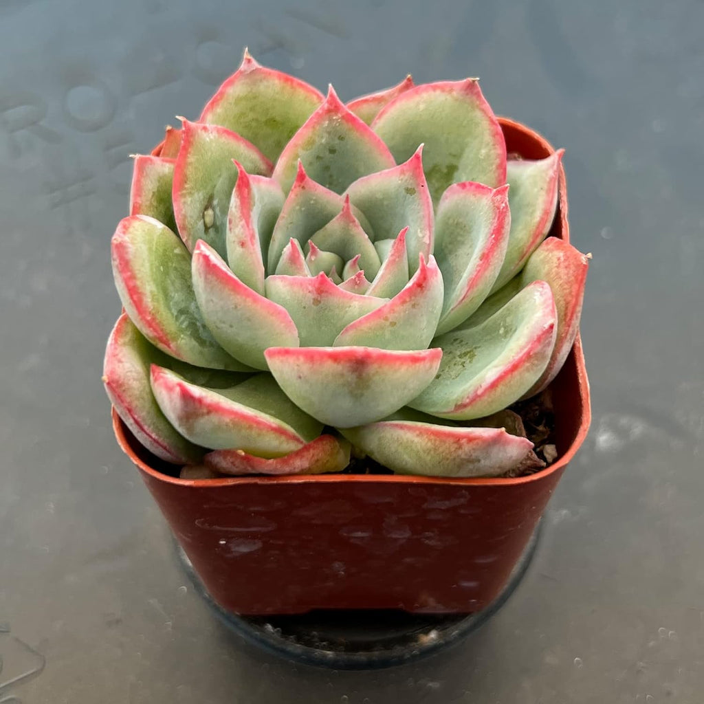 Sprout N Green Echeveria 'Silhouette', Mini Live Succulent Fully Rooted in 2 inch Starter Pot with Soil Mix, House Plant for Indoor Outdoor Home Office Wedding Decoration Party Favor