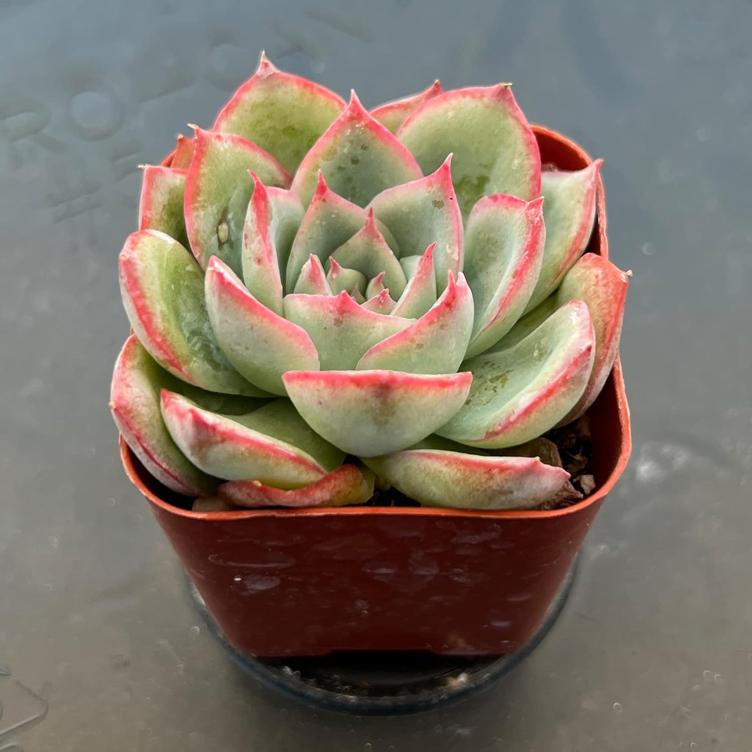Sprout N Green Echeveria 'Silhouette', Mini Live Succulent Fully Rooted in 2 inch Starter Pot with Soil Mix, House Plant for Indoor Outdoor Home Office Wedding Decoration Party Favor