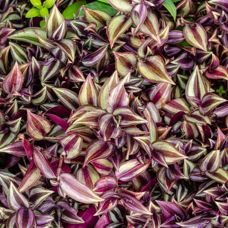 Dark Purple Wandering Jew Live Plant, Tradescantia Houseplant in 2.5 Inches Pot for Planting, Wandering Jew Live Plant Outdoor Indoor