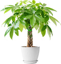 Sprout N Green Small Money Tree with 5 Lucky Braid, Live Plant with White Stripe Pot, Decoration for Indoor Home Office Tabletop Windowsill Side Table, Housewarming Christmas Gift, 8-10" Tall