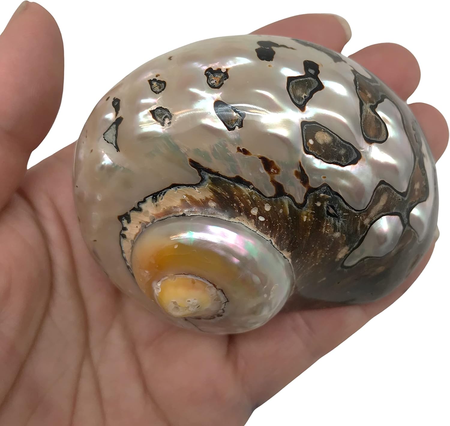 PEPPERLONELY 2 PC Hermit Crab Shells, Turbo Shells, African Sarmaticus Turbo Shell, 2-1/2 Inch ~ 3 Inch