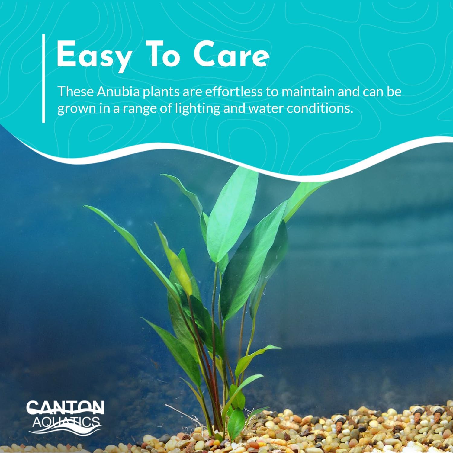 Anubias Frazeri - Easy to Care Live Aquatic Plant for Freshwater Aquarium - Low Light, Hardy, Perfect for Beginners - Natural Decoration for Fish & Shrimp Tank Safe - Small