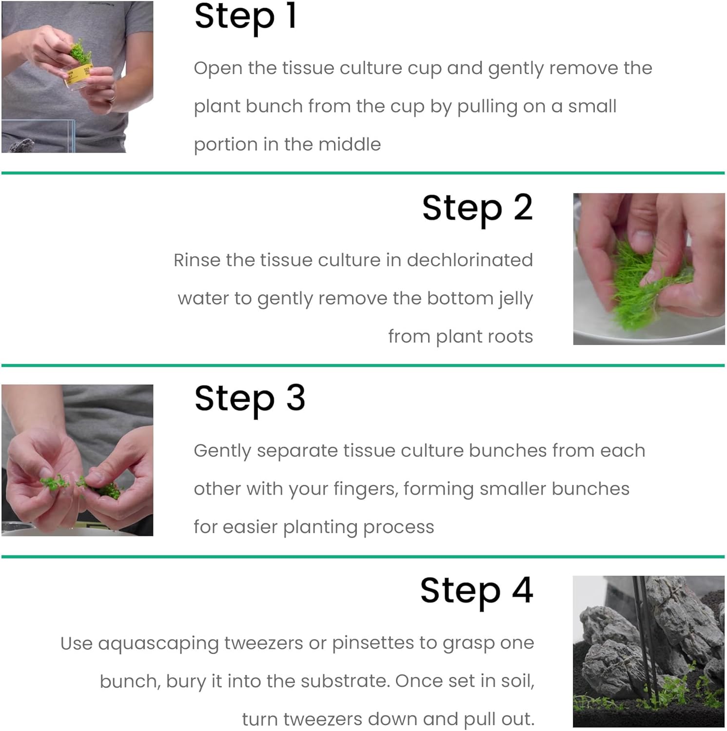 Ultum Nature Systems Cardamine Lyrata Vietnam Tissue Culture Live Plant for Aquarium, Aquascape, Freshwater Fish Tanks - 100% Snail Free in Vitro
