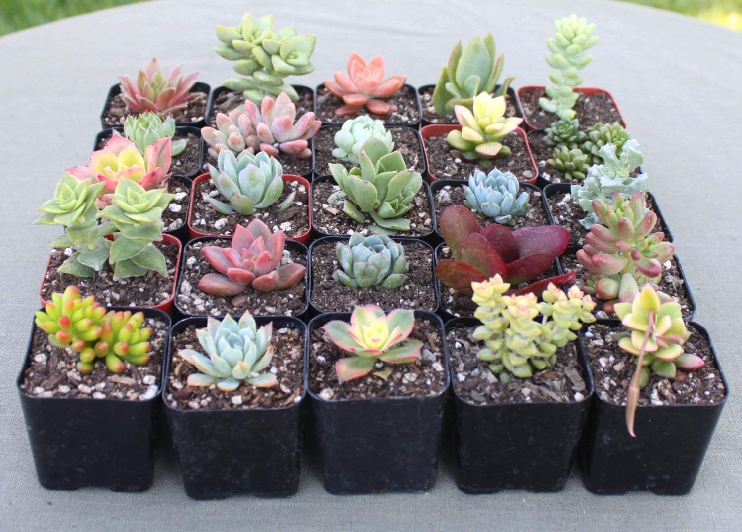 Succulent Soil Mix – 1 Quart All-Natural Fast-Draining Potting Soil for Succulents, Aloe, Cactus & Indoor Plants – Resealable Bag – Ready to Use Gritty Organic Blend for Potted Plants & Small Planters