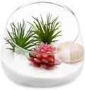 BESPORTBLE Slant Cut Glass Terrarium Bowl - Clear Glass Vase for Succulents, Air Plants, Cactus, Hydroponic Plants, Decorative Centerpiece, 4.72 X 4.72 X 3.93 Inch