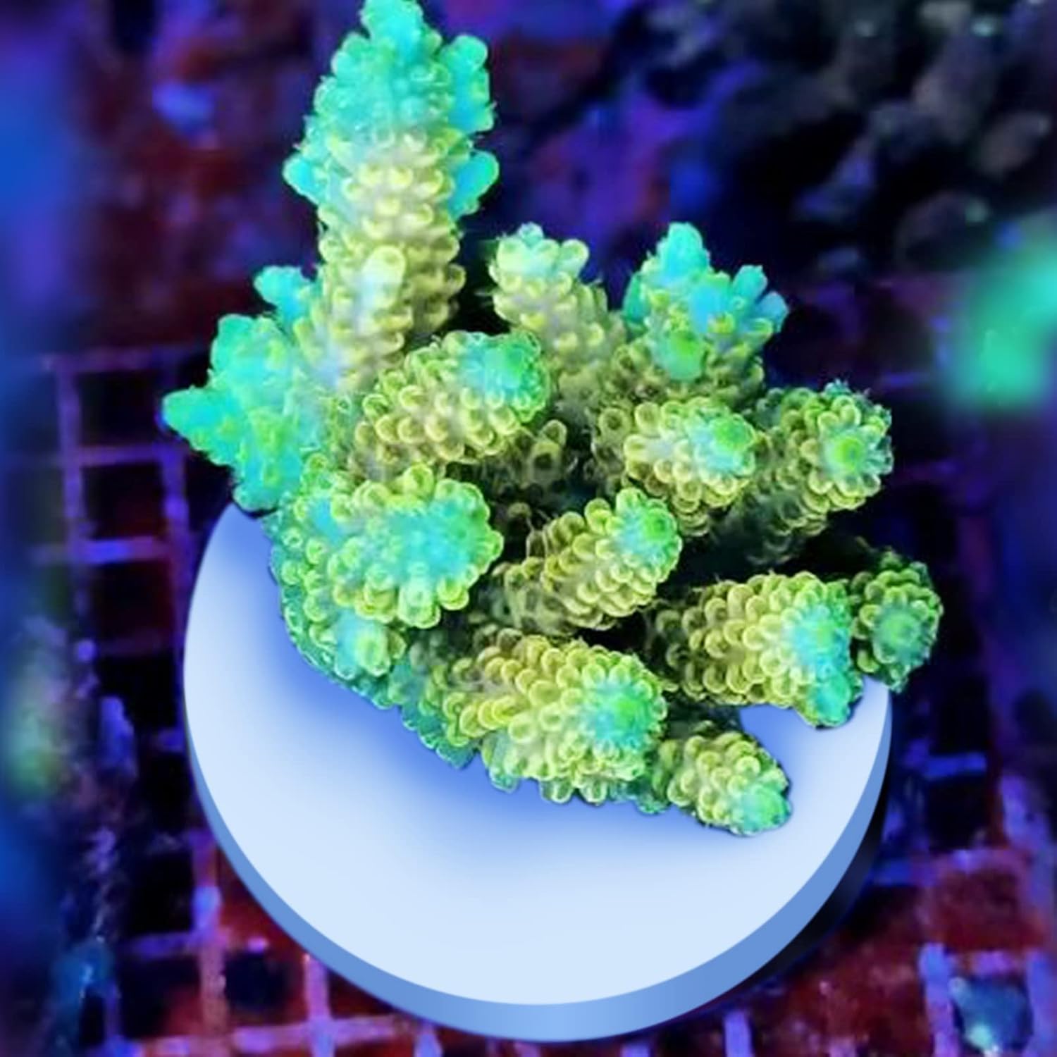 Ceramic White Coralline Coral frag Plugs Coral frag Base Round/Big Size Round/Hexagon (round70mm12pcs)