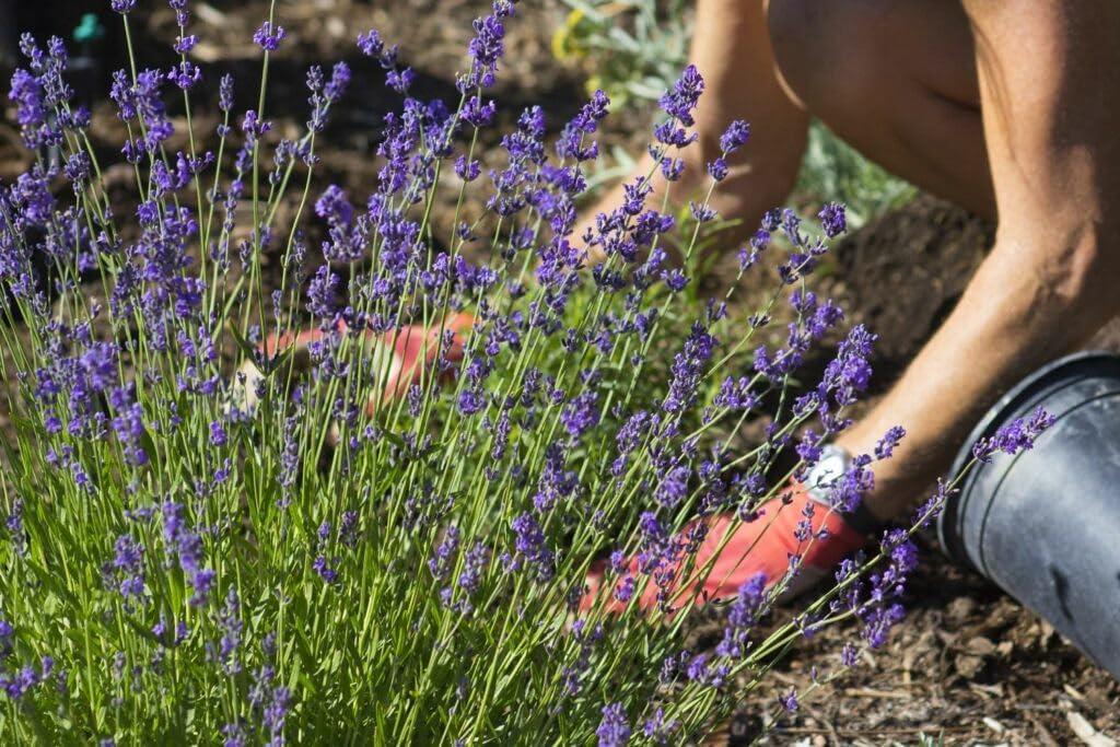 Organic Lavender Soil Mix by Gardenera - Provide The Best Growing Medium for Your Plants - 2 QUARTS