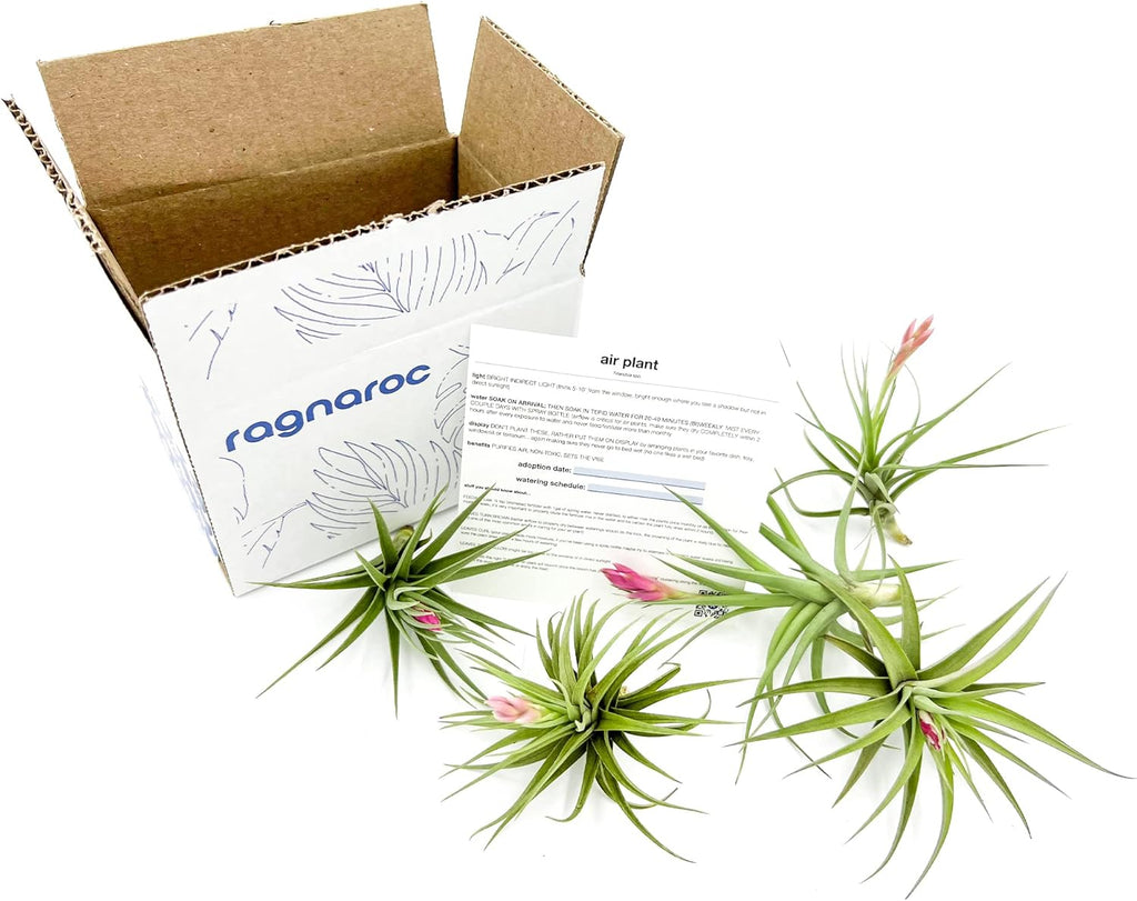 Air Plants - Flowering Tillandsia Aeranthos, Large 3-5" - 5ct - Live Arrival Guaranteed - House Plants for Home Decor & Gift