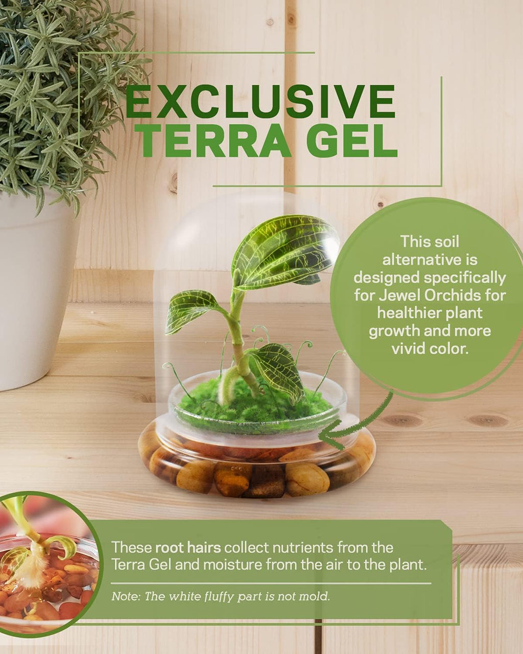 Bloomify Jewel Orchid [Macodes sanderiana/petola] Live Orchid in Self-Sustaining Ecosystem, 100% Maintenance Free Healthy Terrarium Plants Guarantee. (M. petola with Moss)