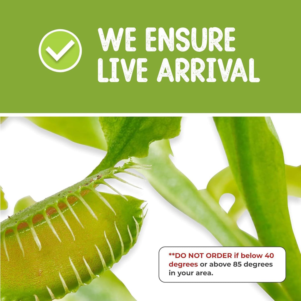 Venus Fly Trap Live Plant with 4.5" Purple Terrarium + Carnivorous Plants Food Bundle with Feeding Tweezers - Carnivorous Plant Soil and Live Venus Flytrap
