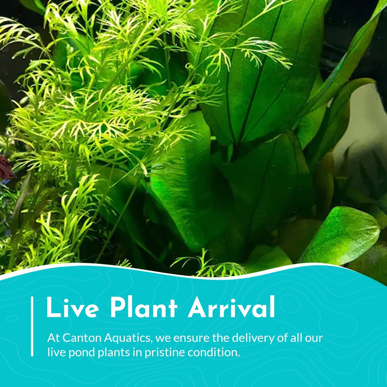 Water Sprite Lace Leaf Ceratopteris Thalictroide - Easy Care Live Aquatic Plant for Freshwater Aquariums – Enhances Tank with Vibrant Green - Stunning Aquarium Decorations Plant