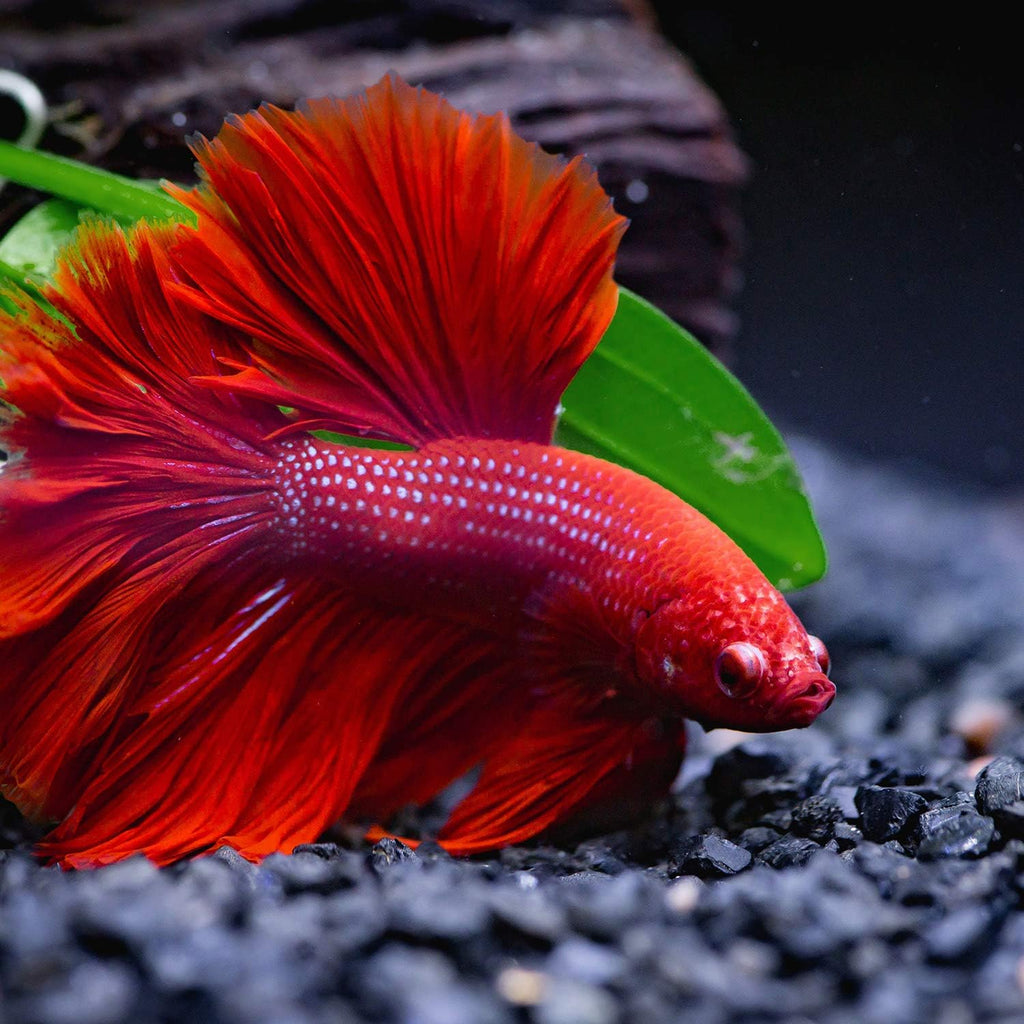 Boao 4 Pieces Betta Fish Tank Accessories Betta Leaf Hammock Pad Simulating The Natural Habitat for Tank Aquarium Spawning Grounds Breeding Resting Bed(Single Leaf)