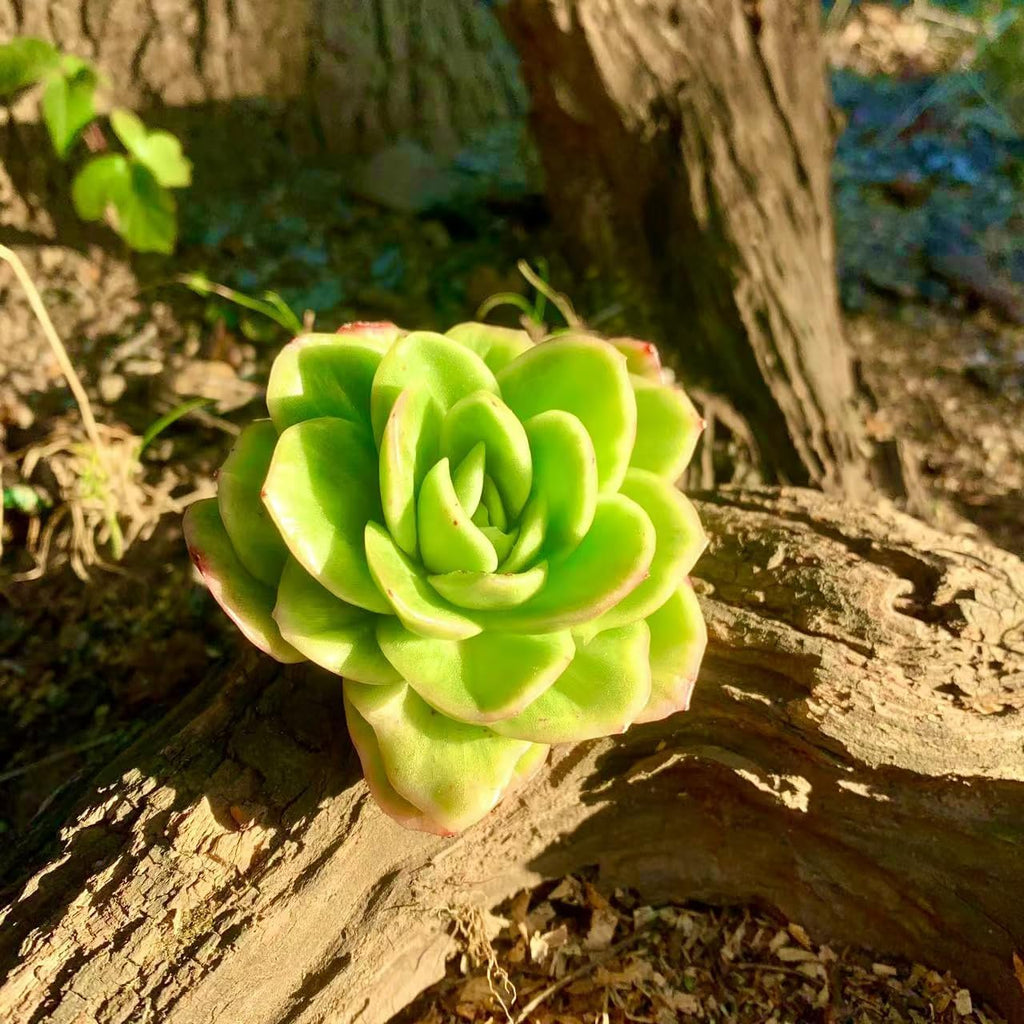 FWPP Succulents Plants Live,Echeveria ice Rose Variegated 3.5 inches Green Mini Indoor Plants,Bare Root Without Pot Soil,Live Plants for Gift Party Wedding Garden Baby Shower DIY Decor