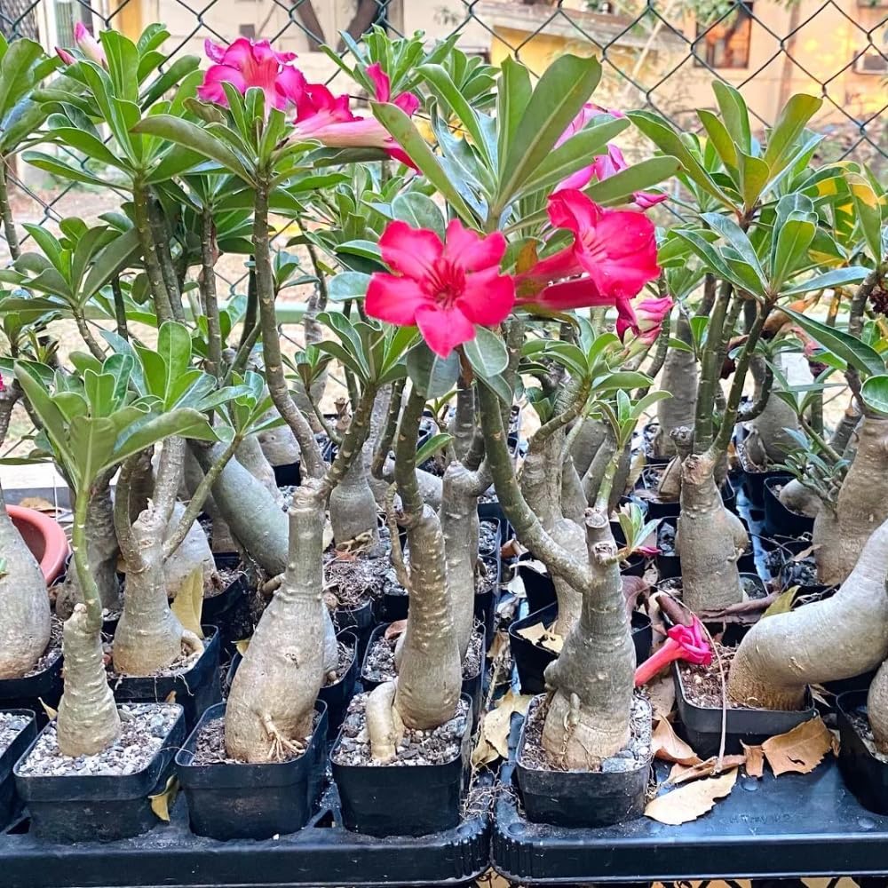 Pink Desert Rose Plant Live, 4-7" Tall, Adenium Obesum Well-Rooted Succulent for Indoor Outdoor Displays
