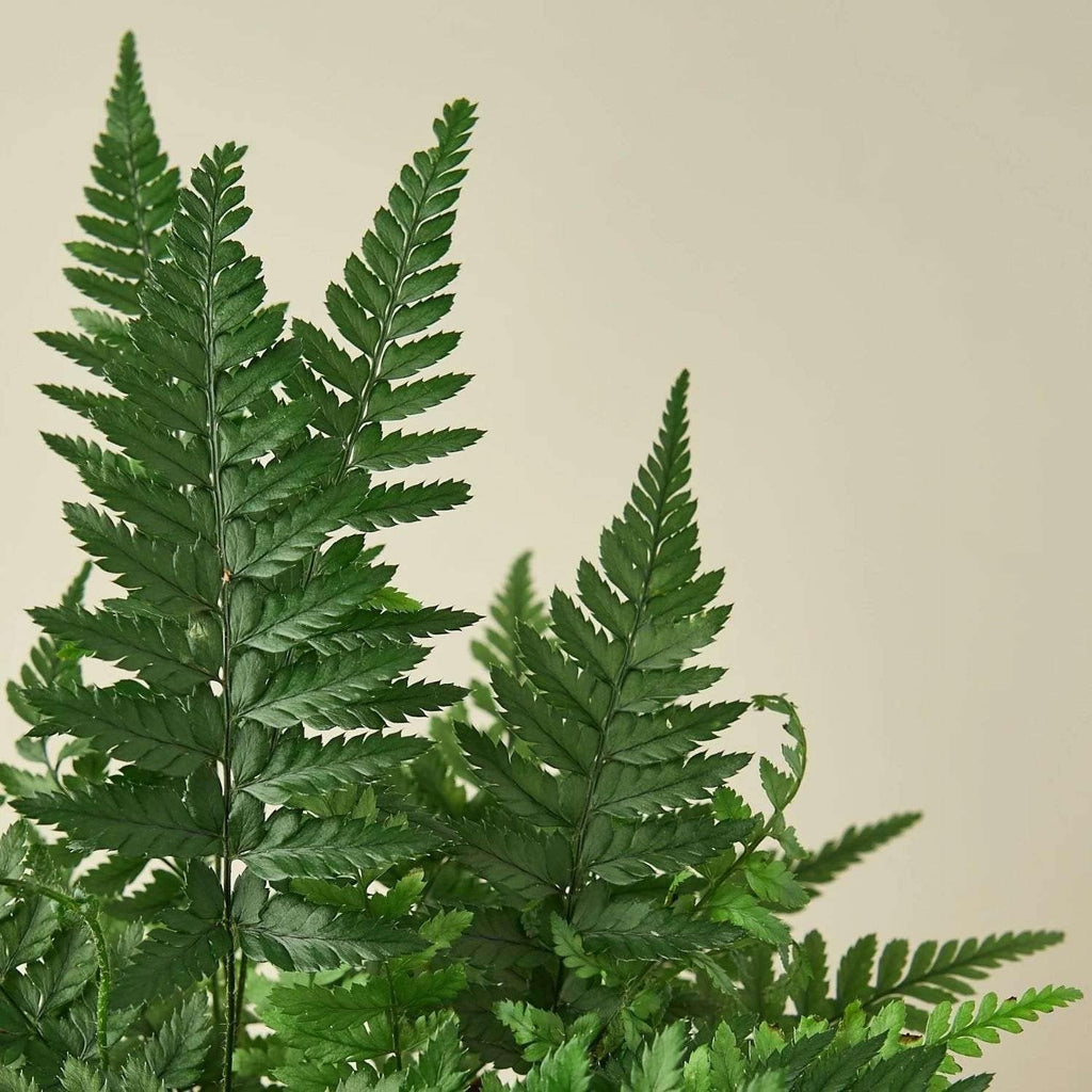 Korean Rock Fern Live Plant for Indoor | Different Houseplants in 4'' & 6'' Pot | Real House Plant for Living Room, Office, Desk & Bathroom | Polystichum tsus-simense