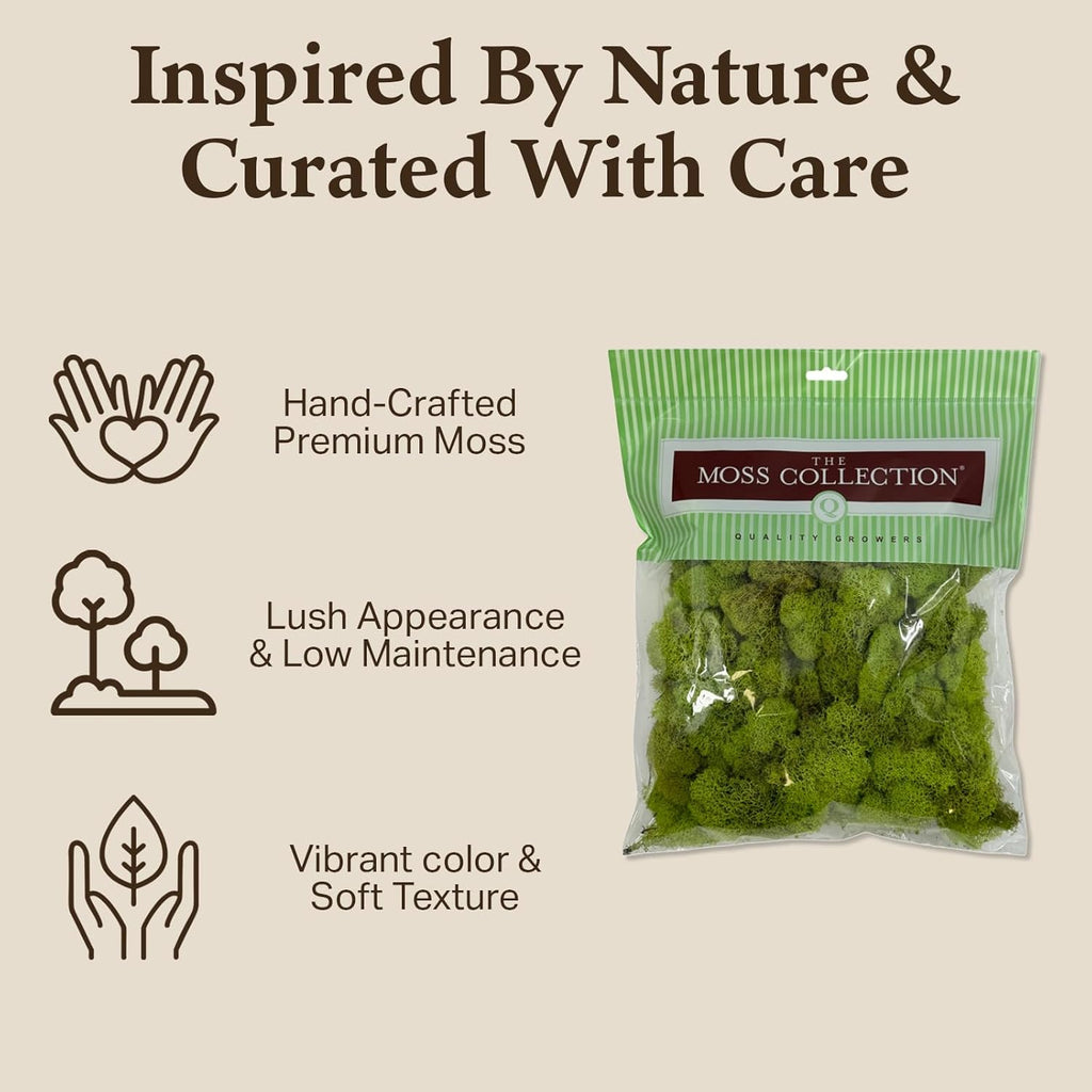 Preserved Reindeer Moss - Moss for Crafts, Home Decor, Art, Design & DIY Projects - Non-Toxic - USA Made (Chartreuse, Medium)