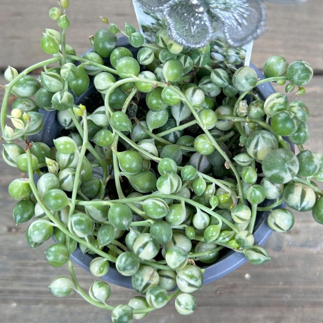 Variegated String of Pearls Plant, Live Succulent Vine in Pot, Rare Indoor Houseplant (2 Inch Pot)