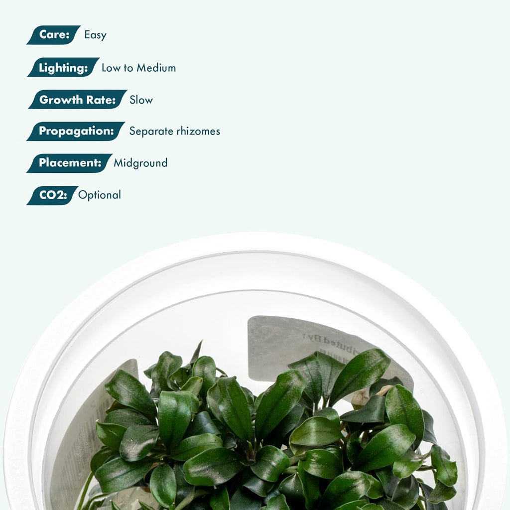 SubstrateSource Live Aquarium Plant - Bucephalandra sp. Sekadau Bukit Betung - Snail Free in-Vitro Easy Care Freshwater Aquatic Plants for Aquascaping, Low - Med Light, Slow Growth - Tissue Culture