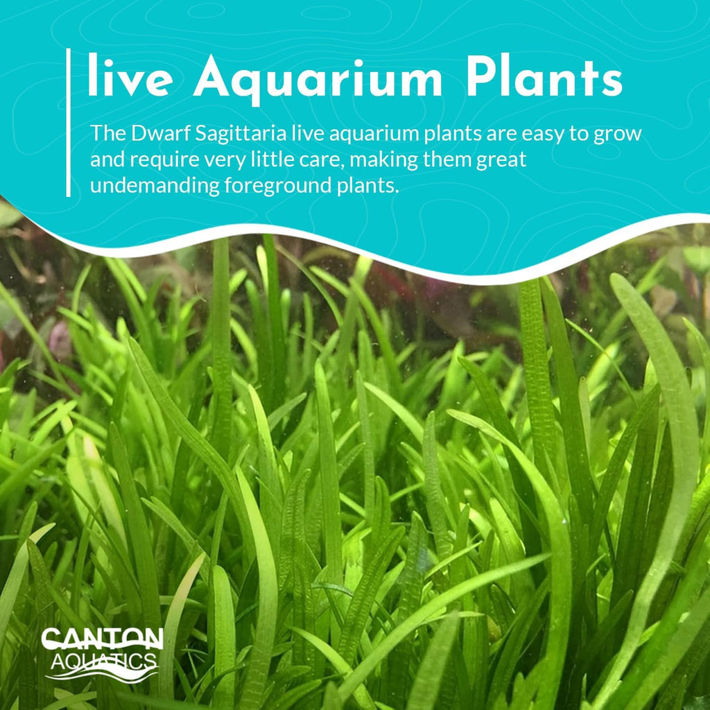 Dwarf Sagittaria (Subulata) Bundle - Easy Grow - Rooted Carpet Plants - Foreground Positioning - All Natural & Organic Aquatic Plant - Long Lasting & Easy to Care
