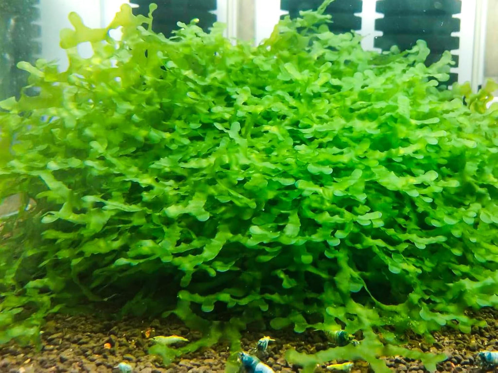 Enchanting Aquatic Moss Collection: Create a Lush Underwater Landscape with Easy-Care Varieties - Perfect for Aquarium Décor and Aquascaping (5 Subwassertang Moss - Golfball Size)