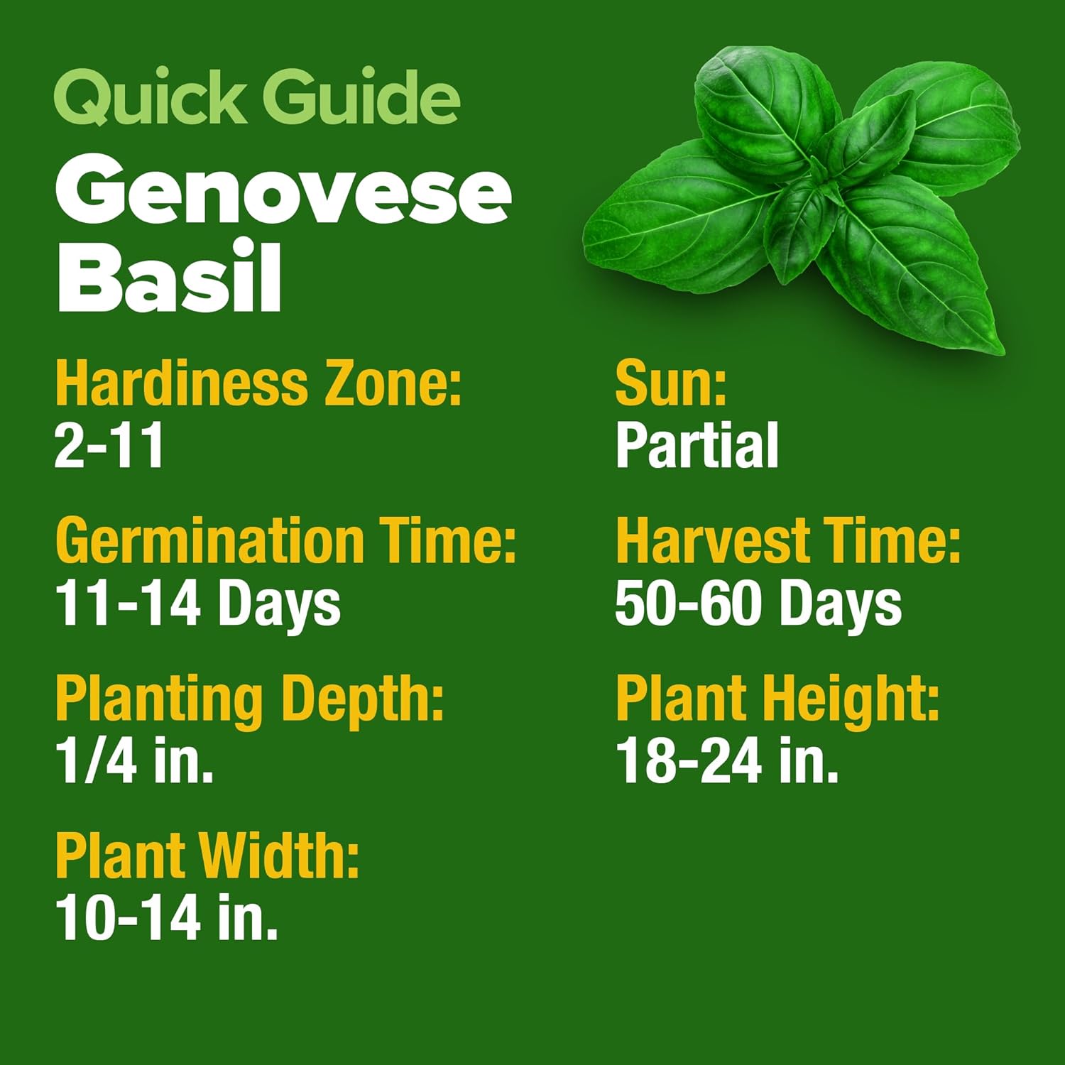 HOME GROWN Genovese Basil Seeds 2 Pack - 3500 Non GMO Heirloom Basil Seeds for Planting (Ocimum basilicum) - Herb Seeds for Indoor & Outdoor Gardening - Grow for Culinary Use