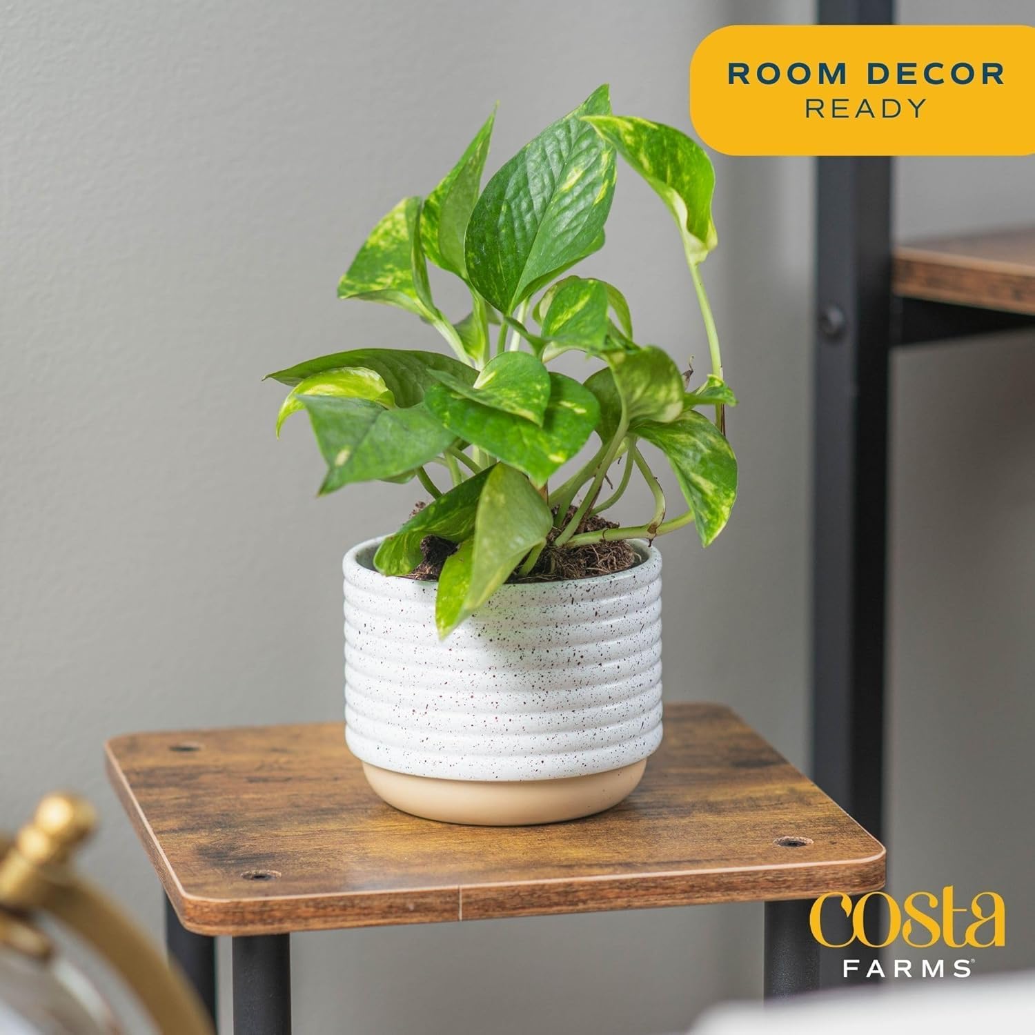 Costa Farms Pothos Live Plants (2-Pack), Easy Care Vining Live Indoor Houseplants, Air Purifier Trailing Plants Potted in Nursery Pots, Potting Soil, Gift for Office and Home Decor, 8-Inches Tall