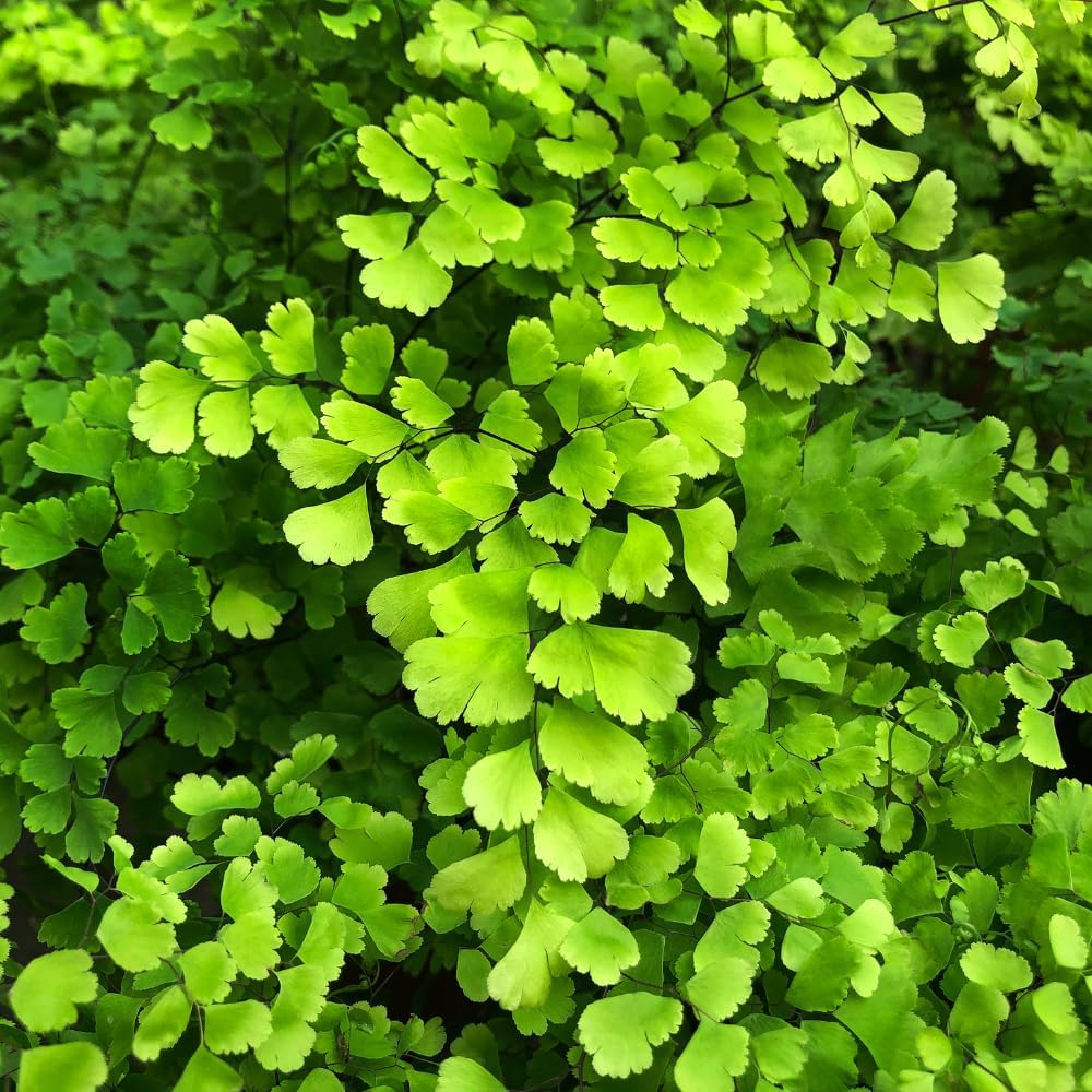 5 Fern Rhizomes, Maidenhair Fern Plants Live, Live Fern Plants, Fern Ground Cover Plants Live, Fern Live Plants, 5 Roots