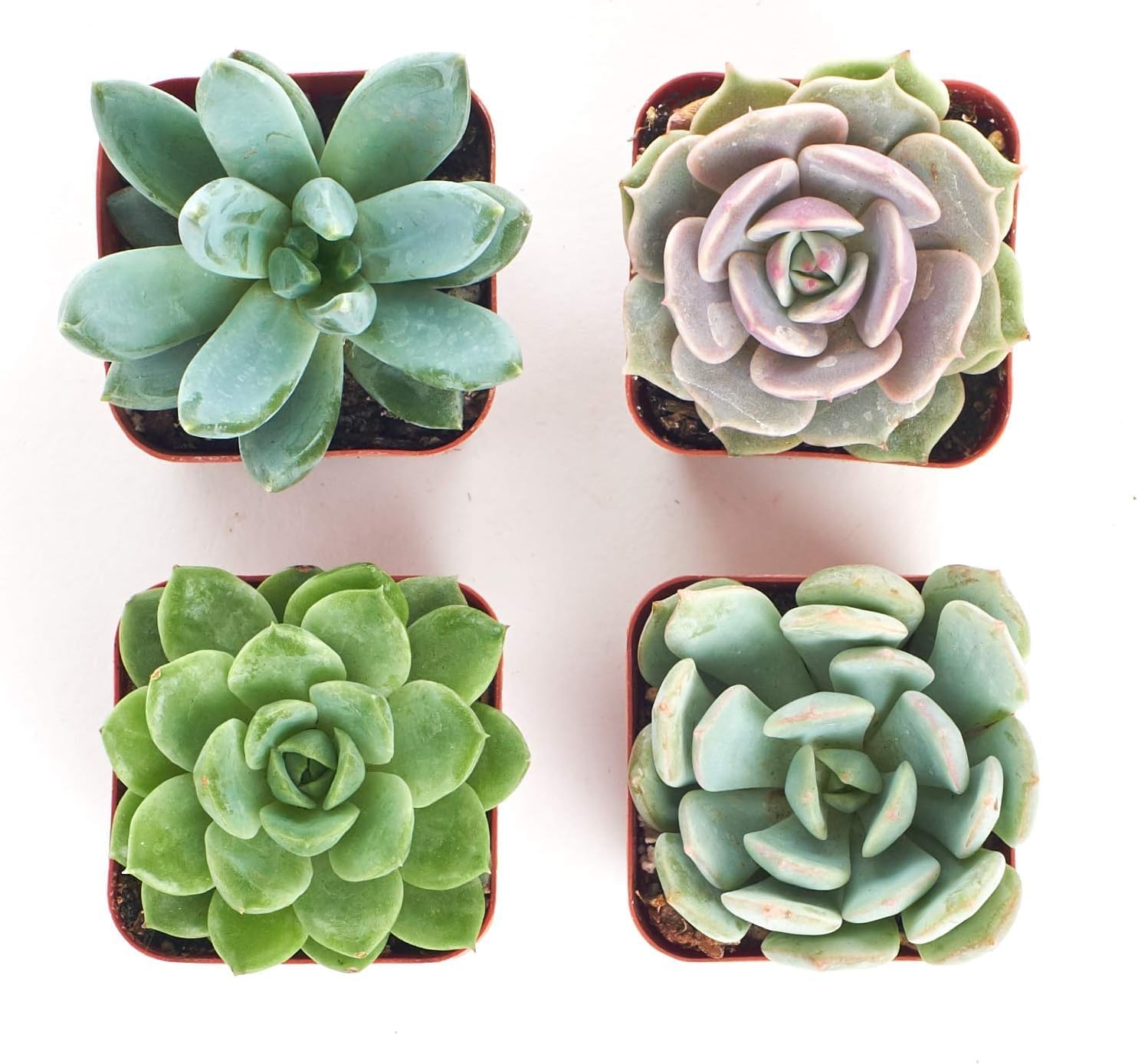 Shop Succulents Rosette Succulent Plant Pack Collection - Live Mini Succulent Plants, Low Maintenance, Floral Shaped Mix of Colors & Textures - Wedding and Party Favors, Gift & Garden, Pack of 4