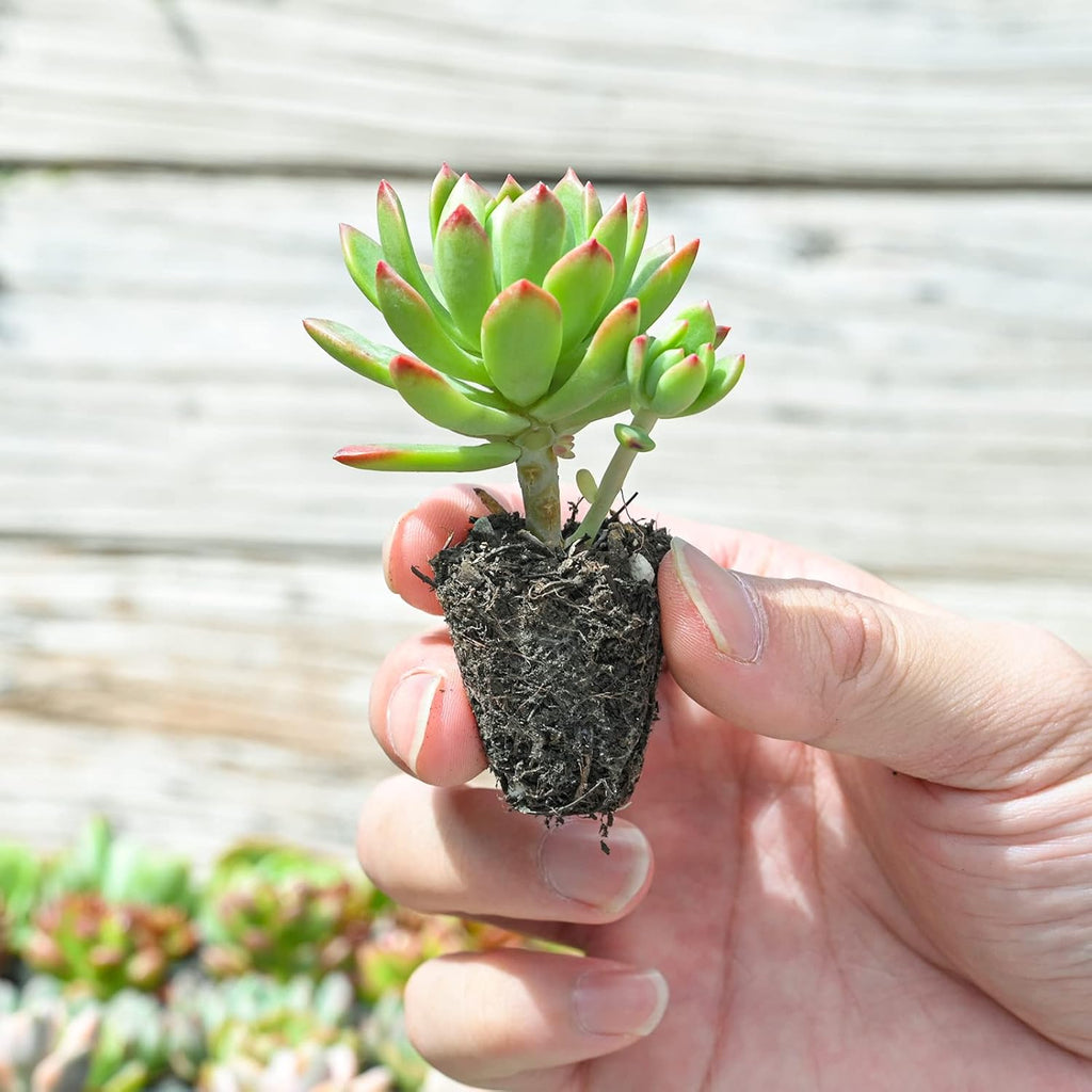 Sprout N Green 1 Assorted Succulents with Root, Live Plants Collection, Without Plant Pot, Great for Gardener Beginner, DIY Projects, Wedding Party Favor, Easy to Care