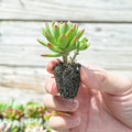 Sprout N Green 1 Assorted Succulents with Root, Live Plants Collection, Without Plant Pot, Great for Gardener Beginner, DIY Projects, Wedding Party Favor, Easy to Care