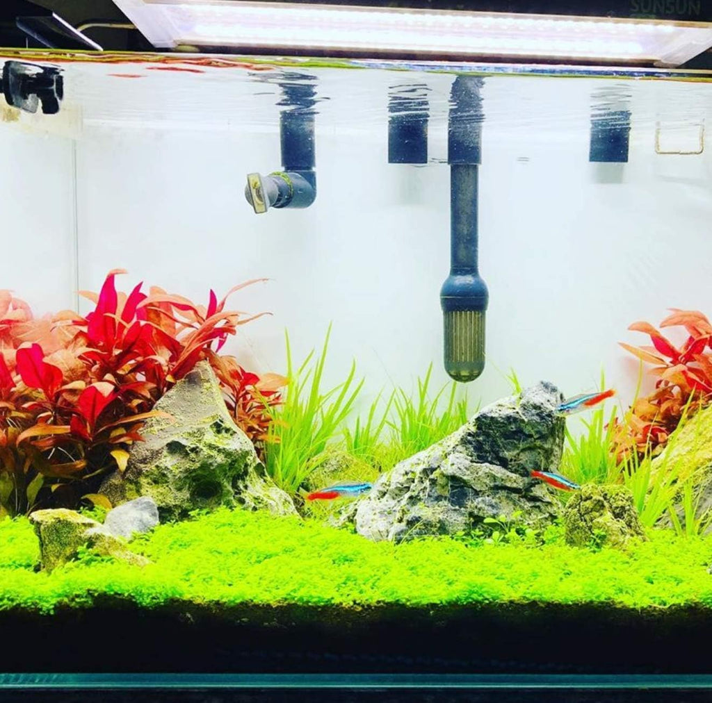(1 Cup) Mainam Alternanthera Reineckii Mini Red 2" Tissue Culture Freshwater Red Stem Live Aquarium Plant