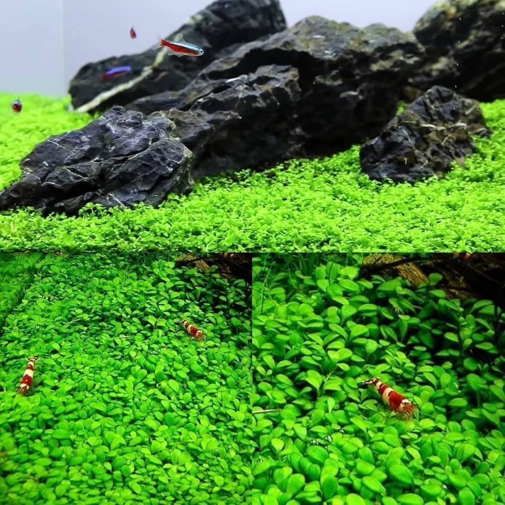 Freshwater Aquarium Decor, Easy Growing Dwarf Carpet for Fish Tank/Terrarium, Natural Aquatic Plant Growth Material – 1 Pack (Big Leaf)