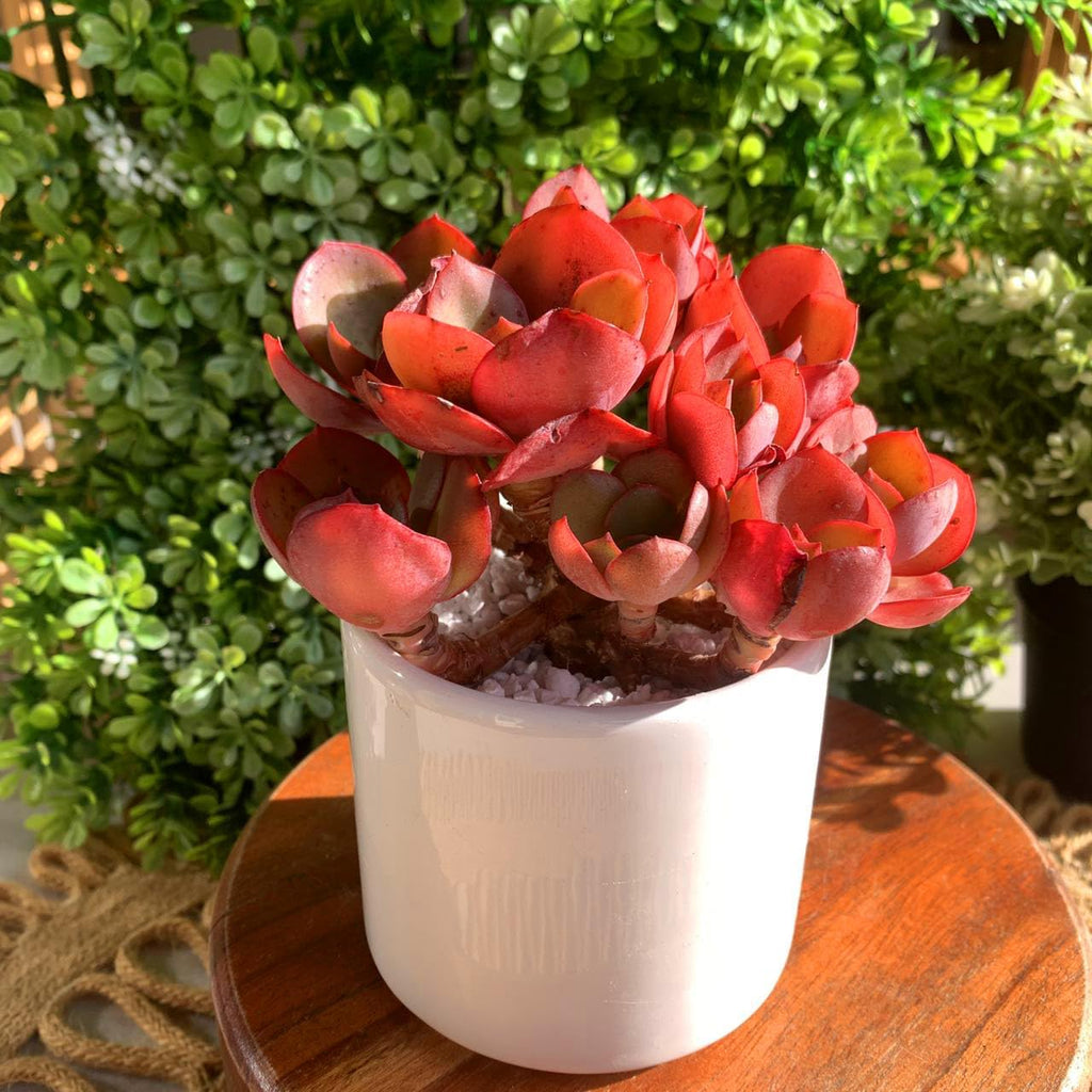 FWPP Succulent Plants Live Echeveria Suyon 4.3 inches,Mini red Clustered Succulents,Bare Root Without Pot Soil, Live Plants Indoor Party Wedding Garden House Baby Shower Decor Friend Gift