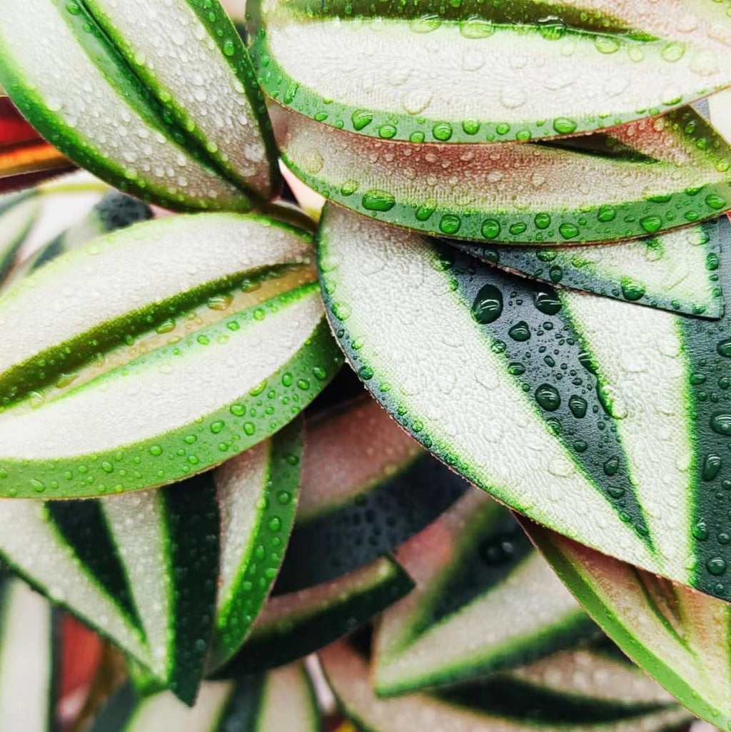 Reptile Plants for Terrarium Decor,Amphibian Habitat Decor, Bearded Dragon Tank Accessories,Artificial Plants for Gecko Chameleon Snake Tortoise with Base (Zebrina)