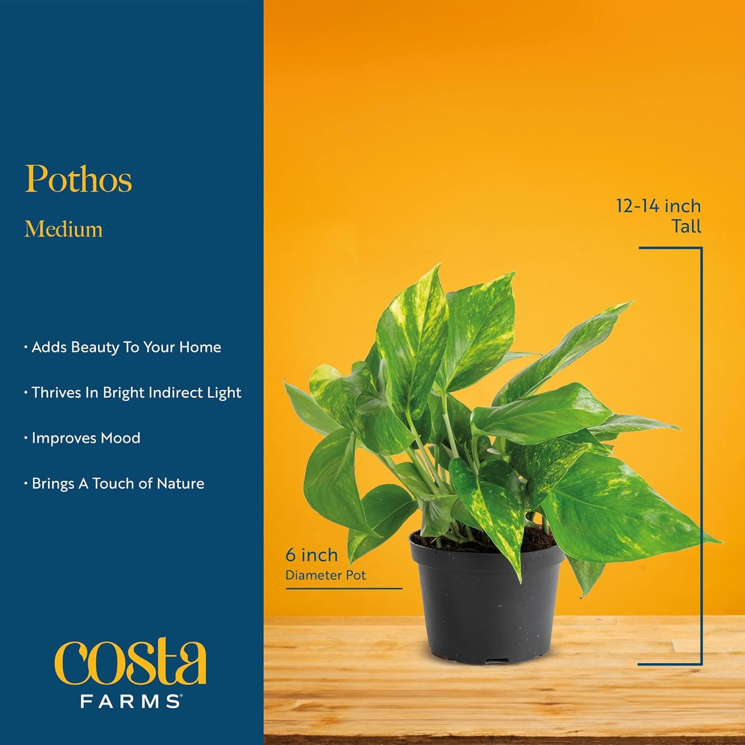 Costa Farms Golden Pothos Plants, Devil's Ivy in Decorative Pots, Easy to Maintain, Air Purifying Indoor Houseplants, Home, Room, or Office Decor, House Warming Gift, 12-14 Inches Tall, Pack of 6