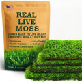 Real Live Moss – 4 Types Live Moss for Terrariums, Fairy Gardens, Reptile Habitats & Mini Landscapes | Revives in 5 Minutes with Water Mist, Soft Green Texture, Easy to Grow (4-Pack, 3.5”x7”)