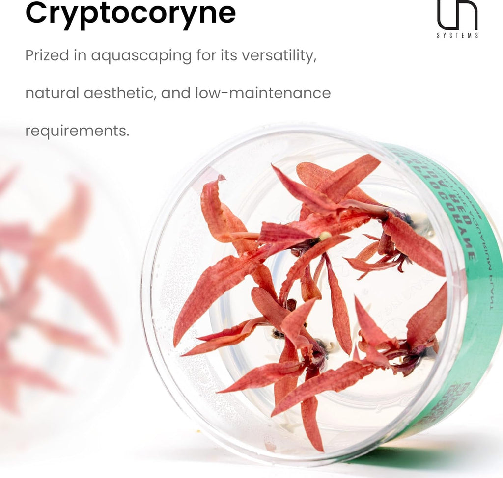 Ultum Nature Systems Live Tissue Culture - Cryptocoryne Wendtii 'Sindoor' - Moderate - Low to Medium Light - Red and Orange Accent - Midground - 100% Snail Free Grown in-Vitro - Regular Cup
