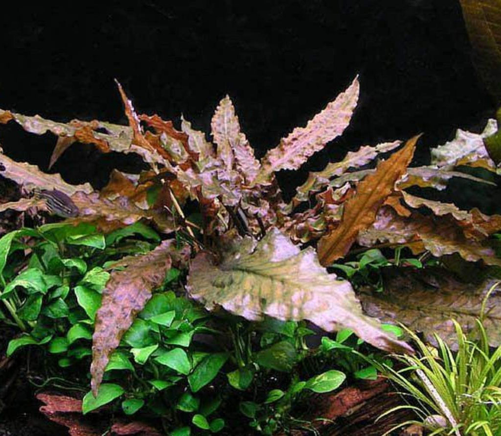 Cryptocoryne Mioya Freshwater Live Aquarium Plant in Tissue Culture Cup for Aquatic Fish Tank Decoration