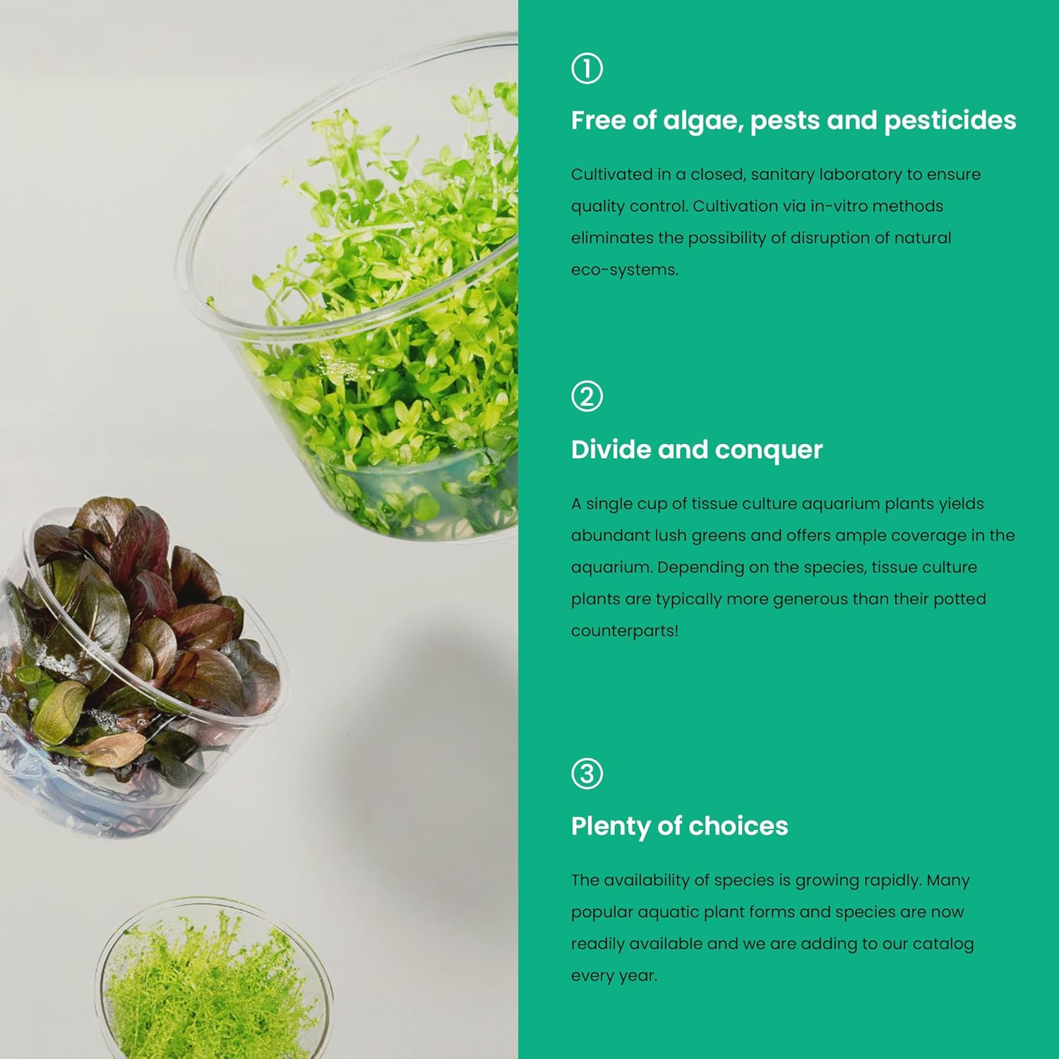 Ultum Nature Systems Cryptocoryne Undulatus Tissue Culture Live Plant for Aquarium, Aquascape, Freshwater Fish Tanks - 100% Snail Free in Vitro