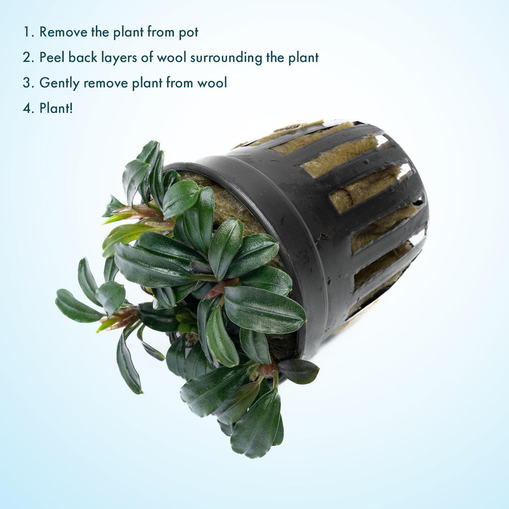 SubstrateSource Live Plants - Bucephalandra Brownie Phoenix - Low Light, Dark Green to Red Accent for Foreground to Midground Freshwater Aquarium Aquascaping - Pot
