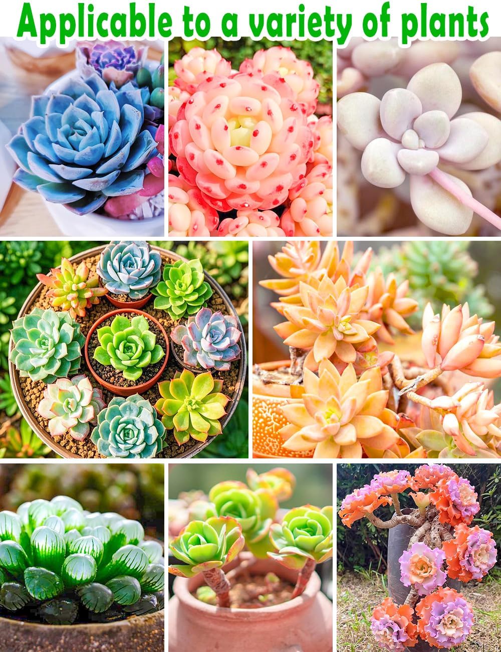 TOYPOPOR Succulent Soil, Cactus Potting Mix 12.5 Pounds/10QTS, High Drainage, Pre-Mixed Ready to Use for All Succulent Varieties, Indoor Plants, Bonsai, Terrarium, Houseplant, 30% Particles 70% Soil