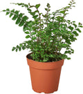 Mahogany Fern Live Plant for Indoor | Different Houseplants in 4'' & 6'' Pot | Real House Plant for Living Room, Office, Desk & Bathroom | Tree Maidenhair | Didymochlaena truncatula