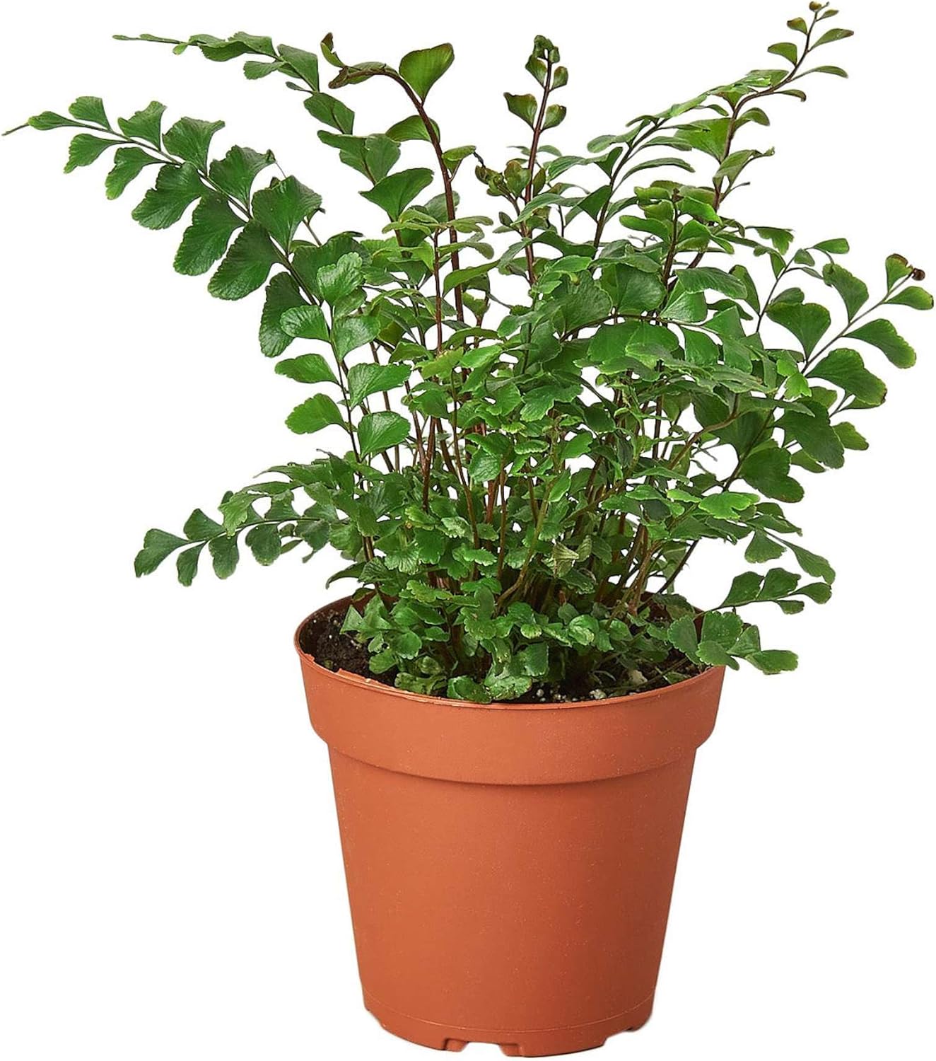 Mahogany Fern Live Plant for Indoor | Different Houseplants in 4'' & 6'' Pot | Real House Plant for Living Room, Office, Desk & Bathroom | Tree Maidenhair | Didymochlaena truncatula