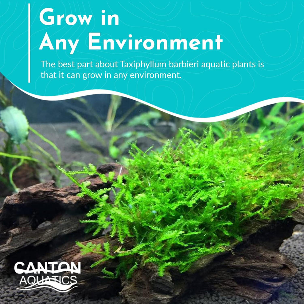 Java Moss Taxiphyllum Barbieri Portion - Natural Resting Place - Ideal for Any Aquarium - Long Lasting & Easy to Care - Genuine Java Moss - Fast Growth
