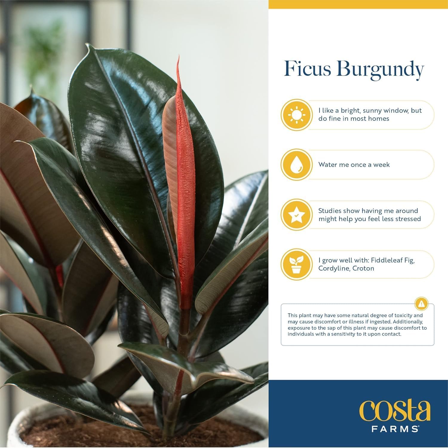 Costa Farms Burgundy Rubber Plant, Live Indoor Ficus Elastica Tree, Live Indoors Houseplant in Décor Planter Pot, Potting Soil Mix, Gift for Housewarming New House, Home or Office Decor, 2-3 Feet Tall
