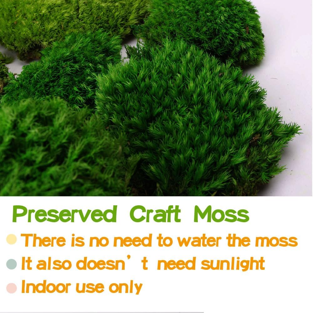 2 sq.ft Preserved Moss for Wall Decor Table Decor for DIY Bowl of Pole Moss Pillow Moss Natural Green (ForestGreen -2.0sq.ft)